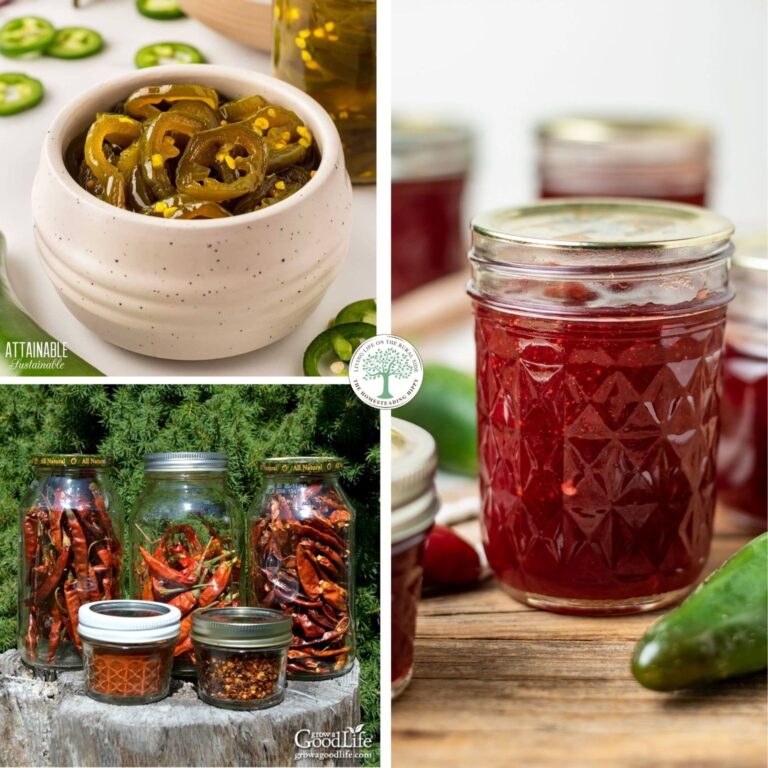 peppers preservation collage