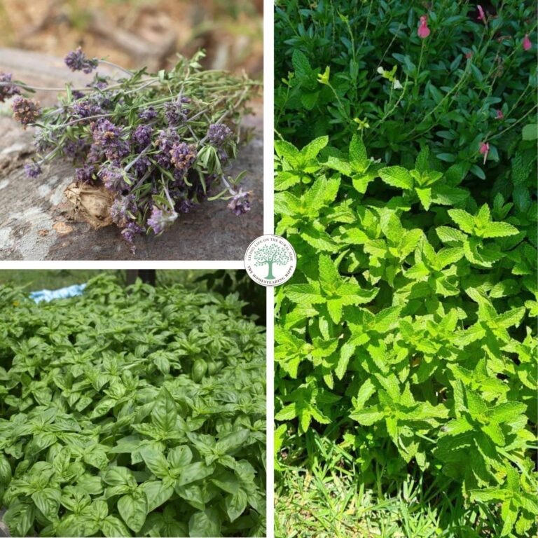 tea garden herbs collage