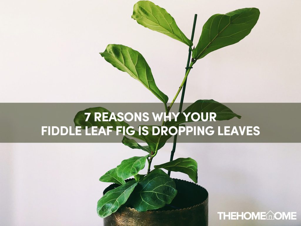 7 Reasons Why Your Fiddle Leaf Fig Is Dropping Leaves