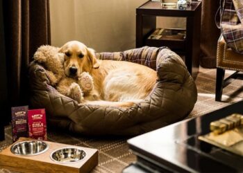 5-best-pet-friendly-hotels-in-the-usa