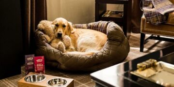 5-best-pet-friendly-hotels-in-the-usa