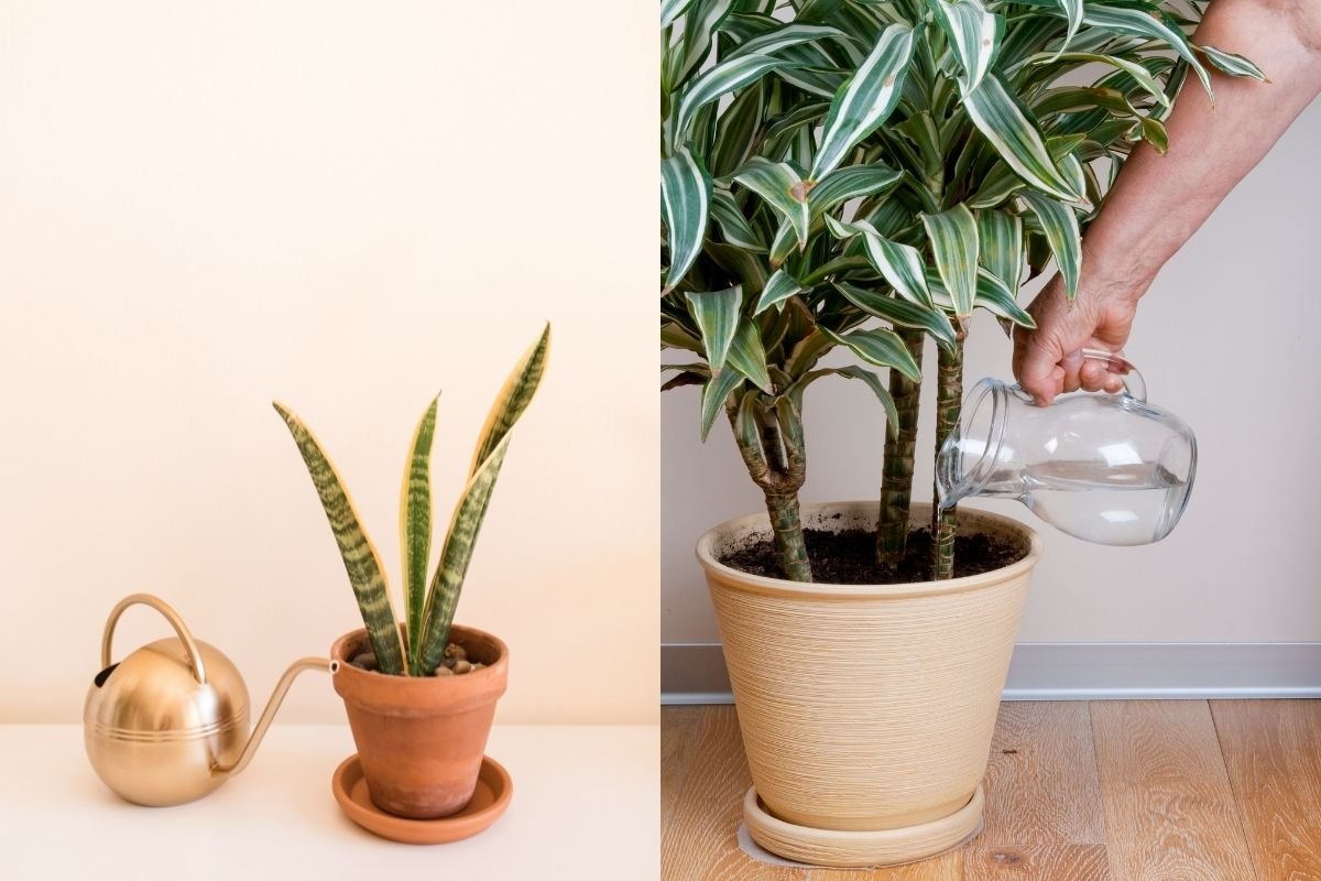 How Often To Water Dracaena (Including Snake Plants)