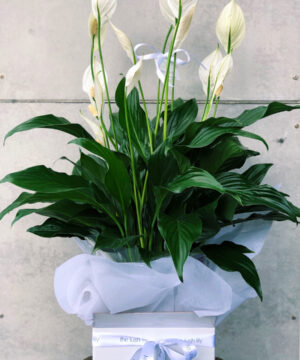 peace-lily-plant-the-lush-lily-brisbane-florist-flower-delivery