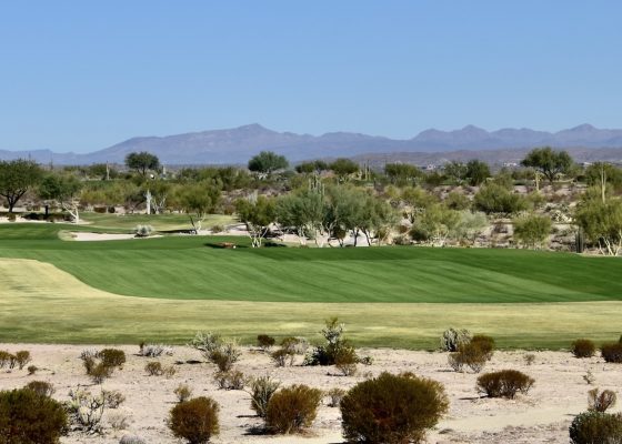 No. 1 We-Ko-Pa Saguaro