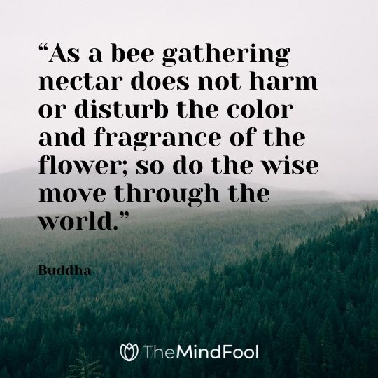 “As a bee gathering nectar does not harm or disturb the color and fragrance of the flower; so do the wise move through the world.” - Buddha