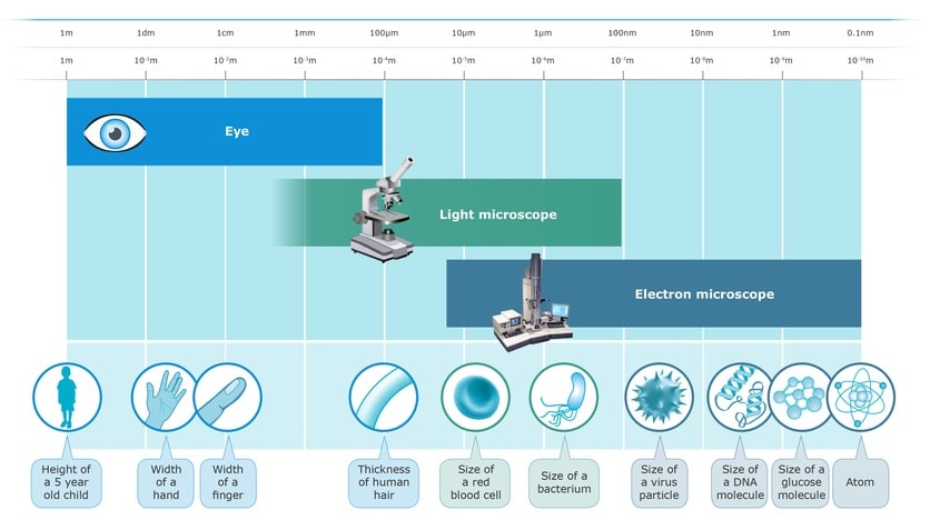 Light Microscope vs Electron Microscope: Which Can Show More?