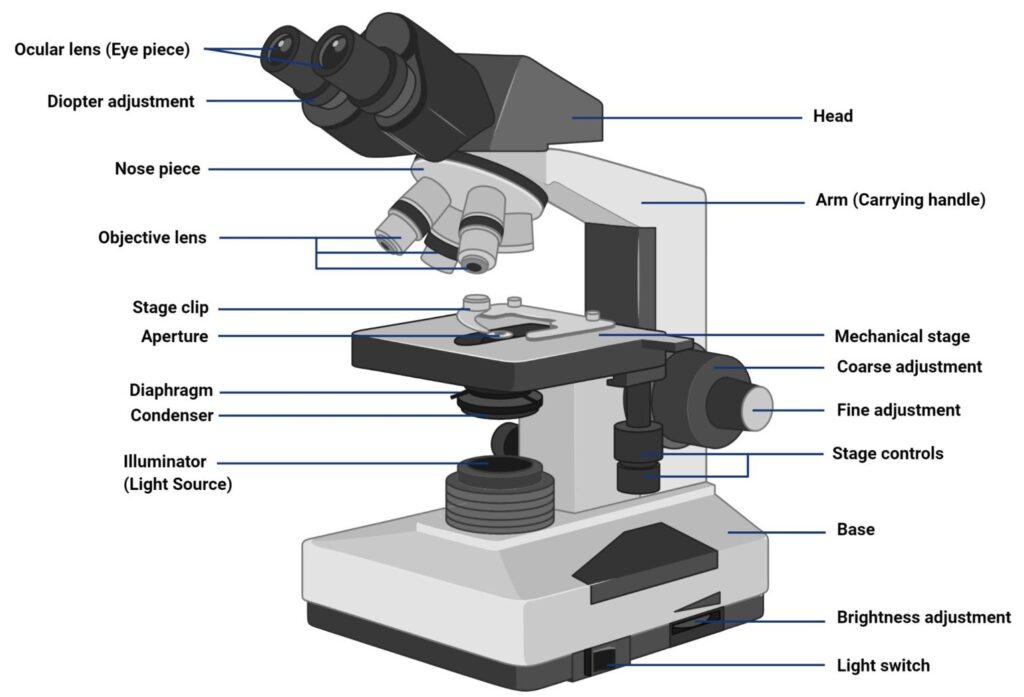 Light Microscope vs Electron Microscope: Which Can Show More?