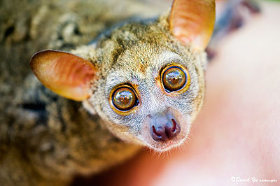 Bush Baby