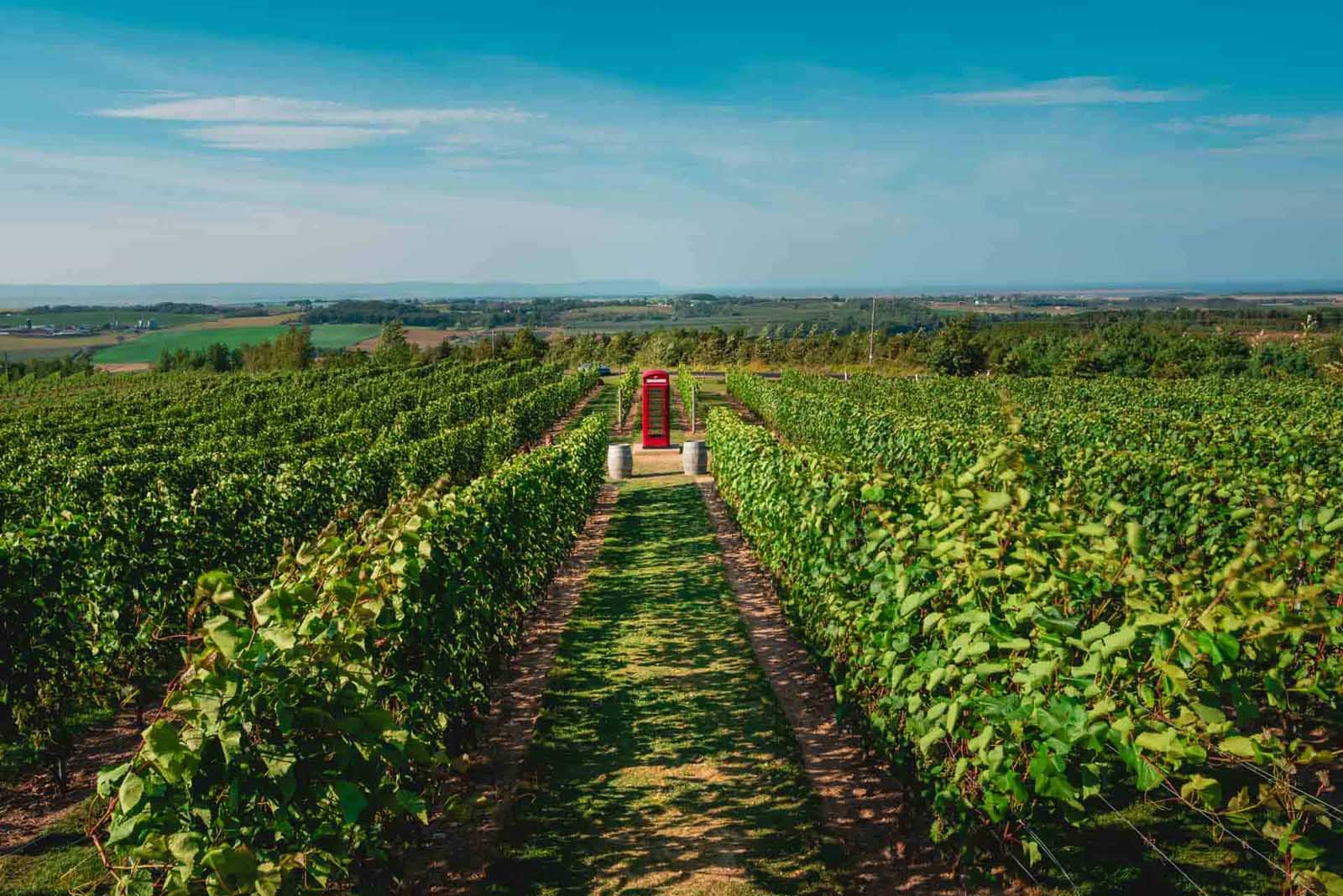 images of nova scotia vineyards