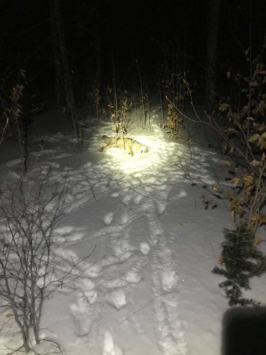 track a wounded coyote