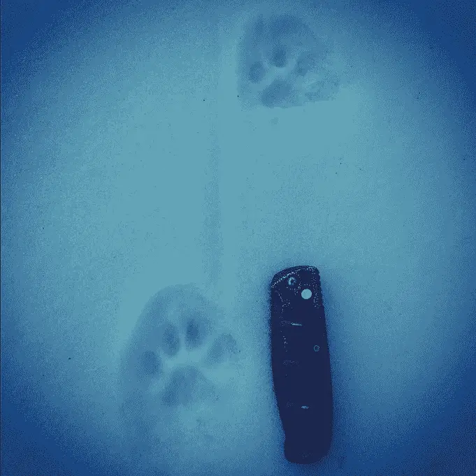 Bobcat tracks in snow