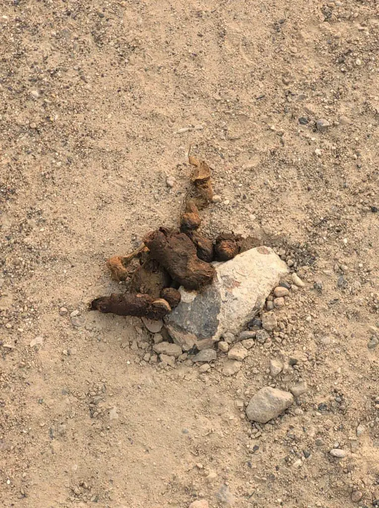 Coyote scat in Nevada