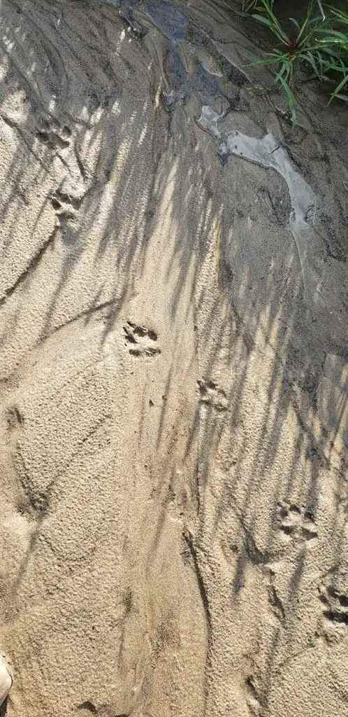 Coyote tracks