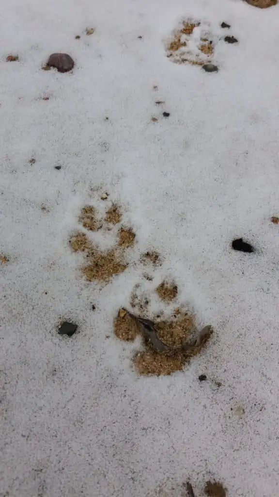 Coyote tracks in snow