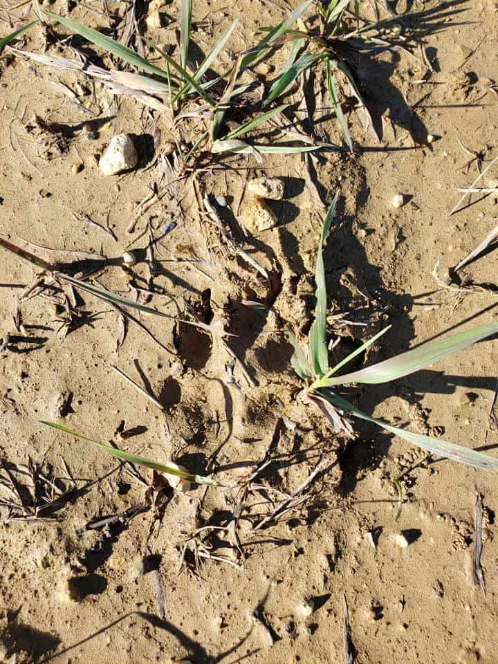 Coyote track