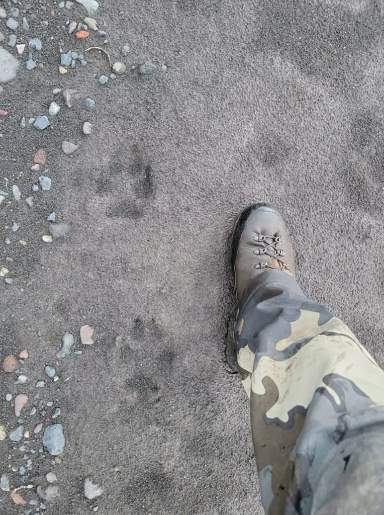 Wolf tracks