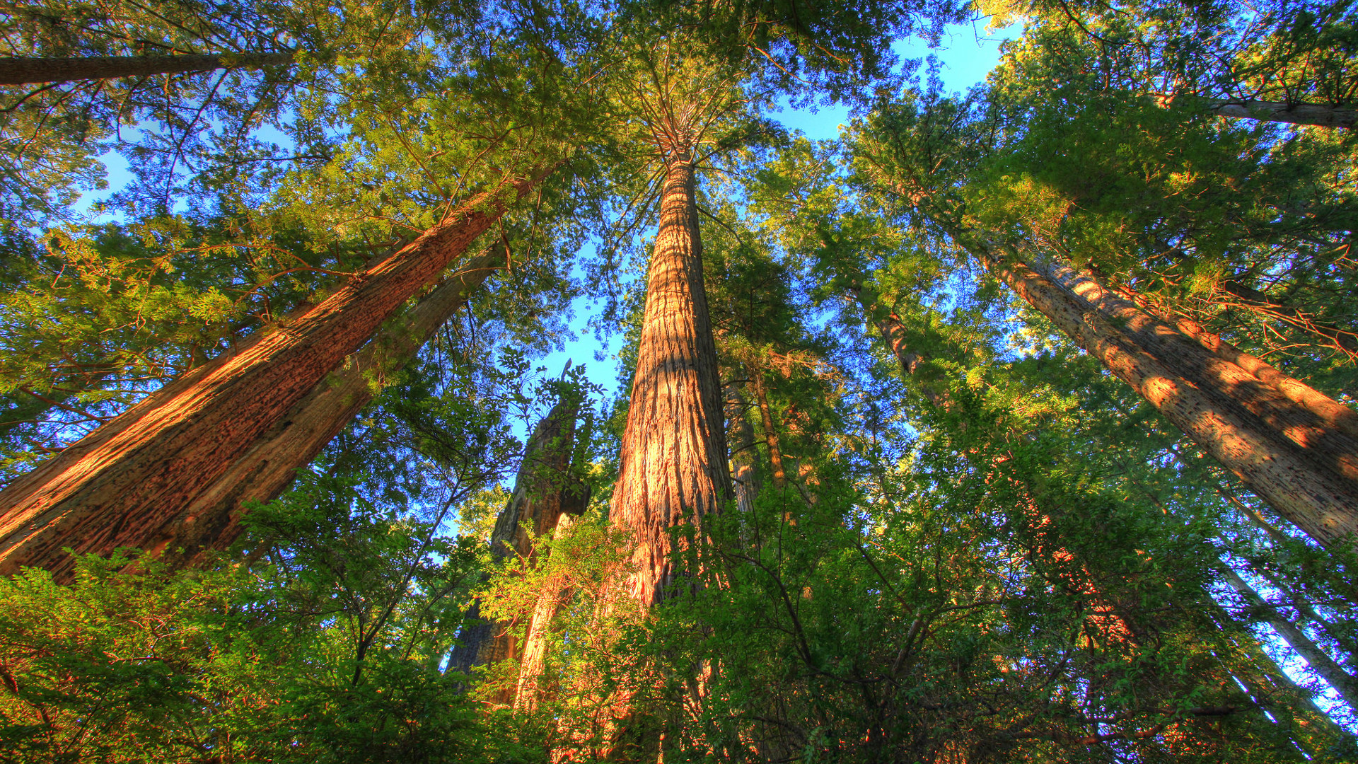 old-growth forest