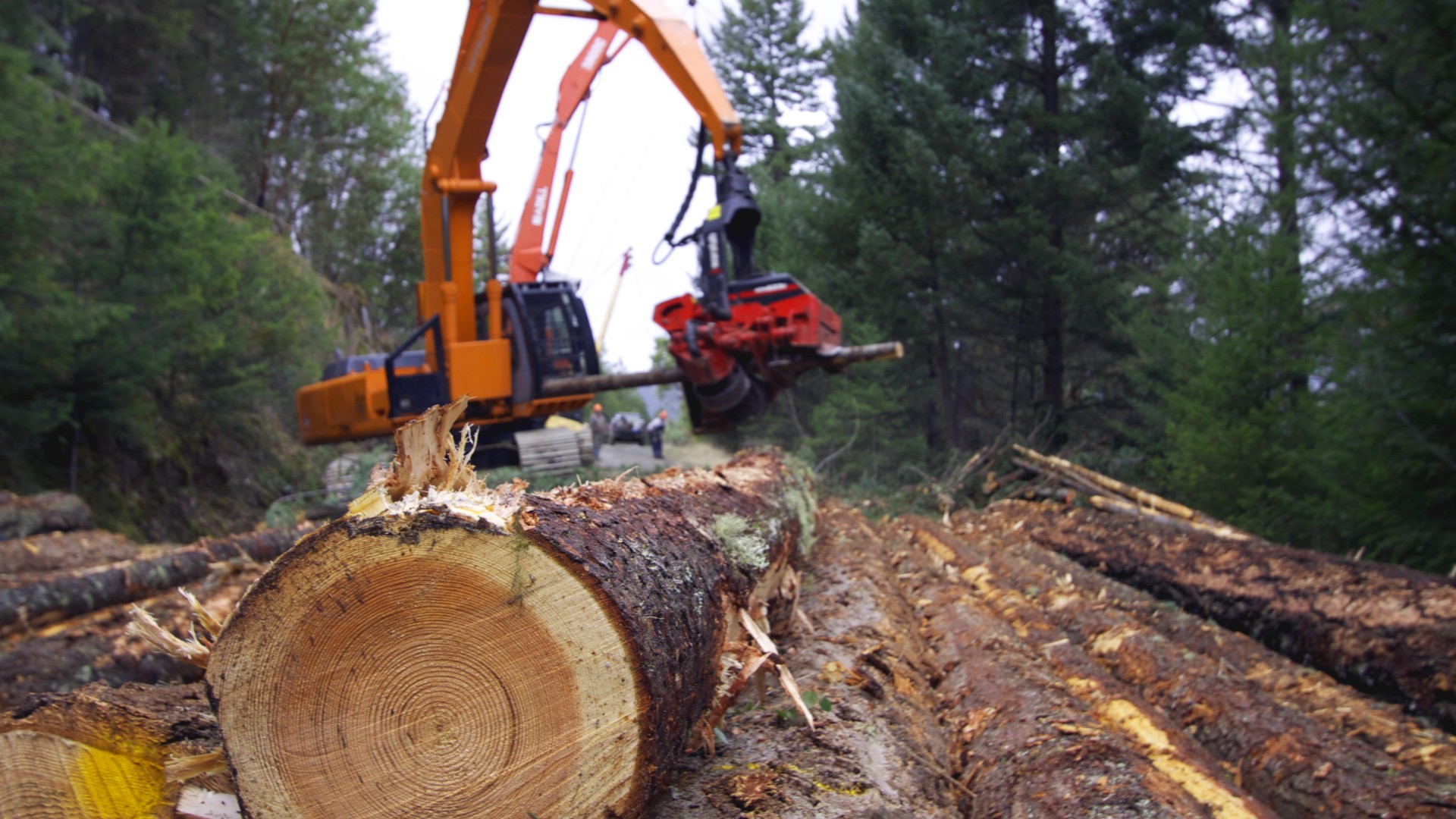 Logged trees