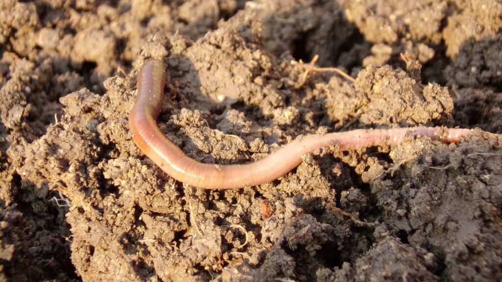 earthworm in dirt