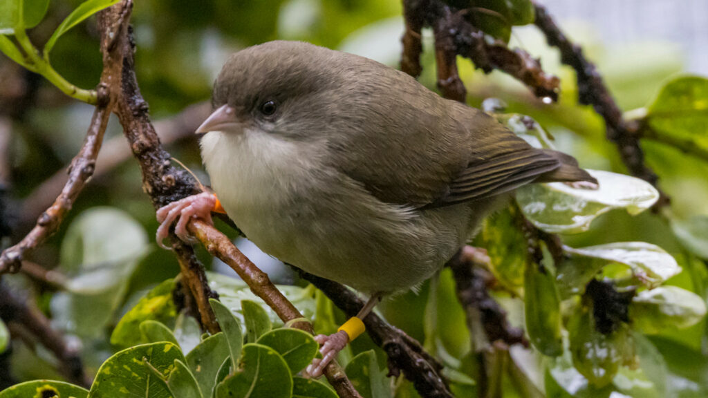 A small bird, identification bands on each of its legs, rests on a branch.