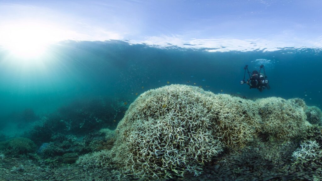 White coral underwater with person swimming above