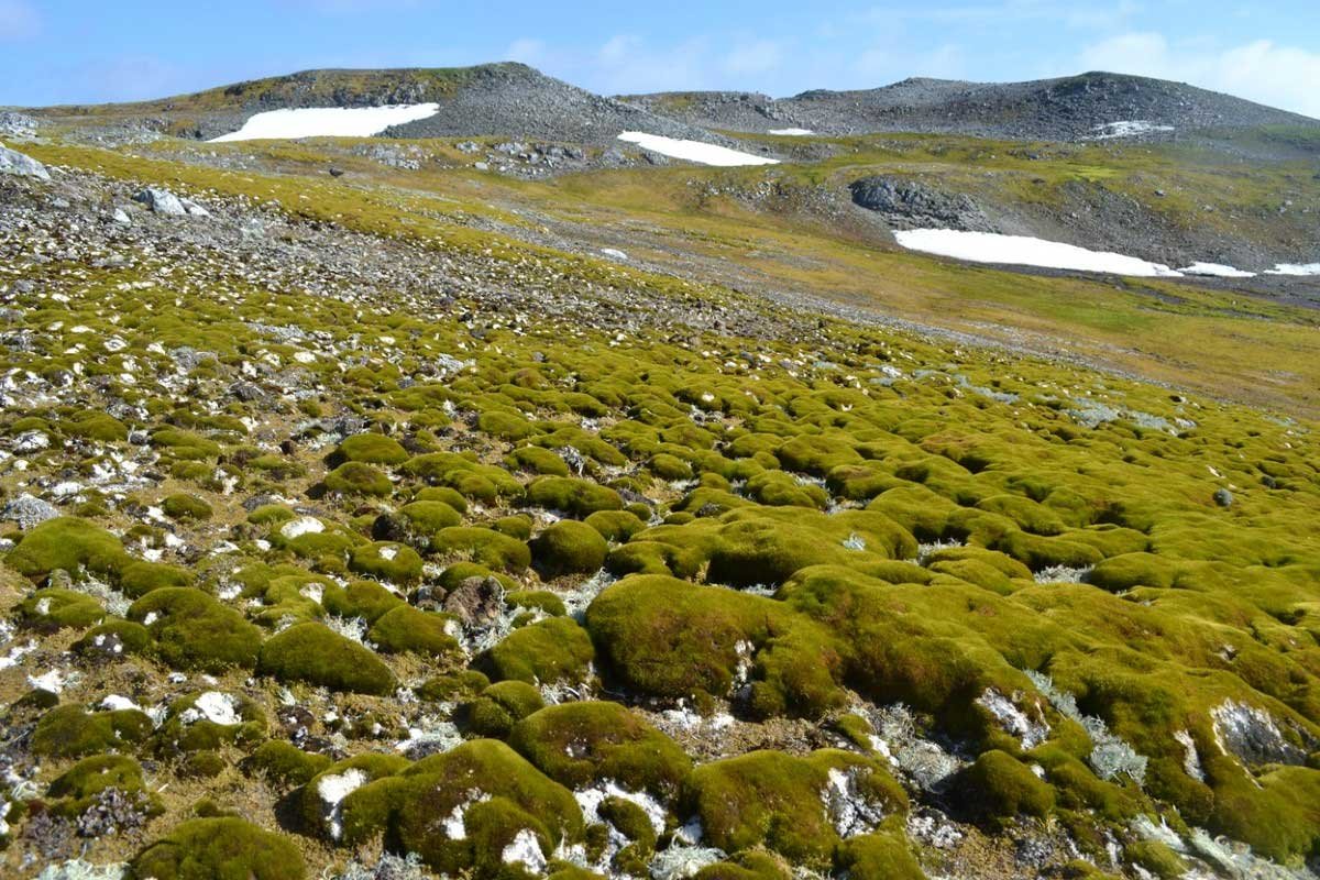 Impact of Antarctica Greening on Climate Change