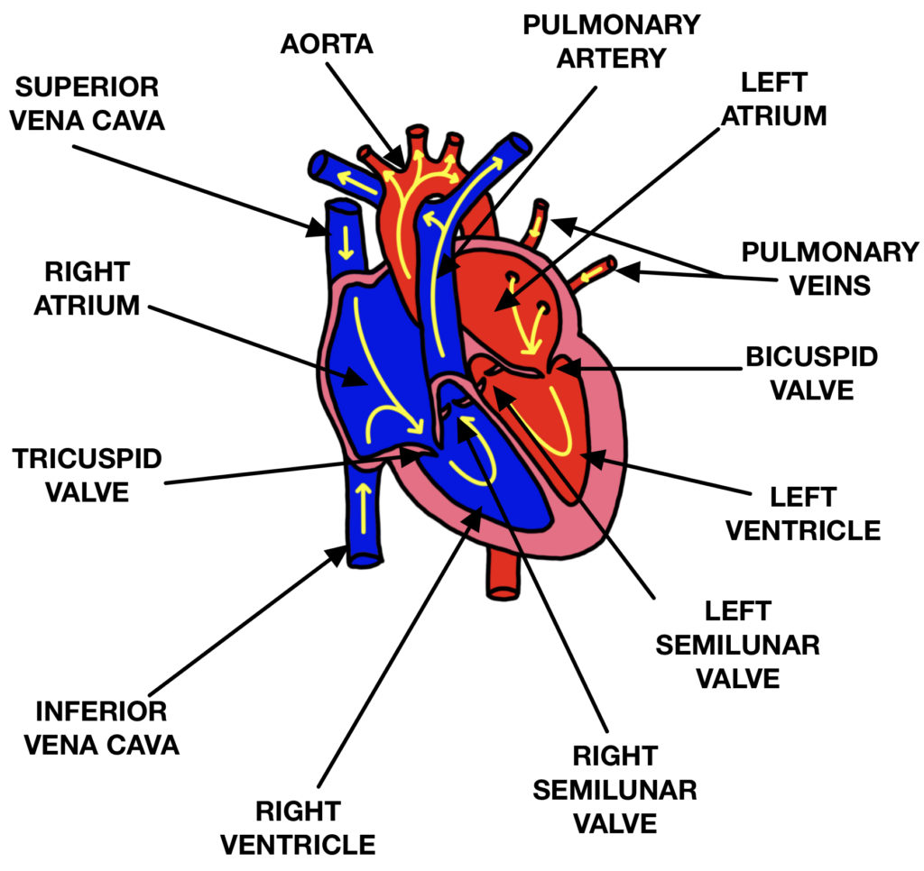 Parts Of The Heart Explained