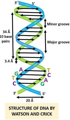 Watson and Crick (Double Helix) model of DNA - The Science Notes