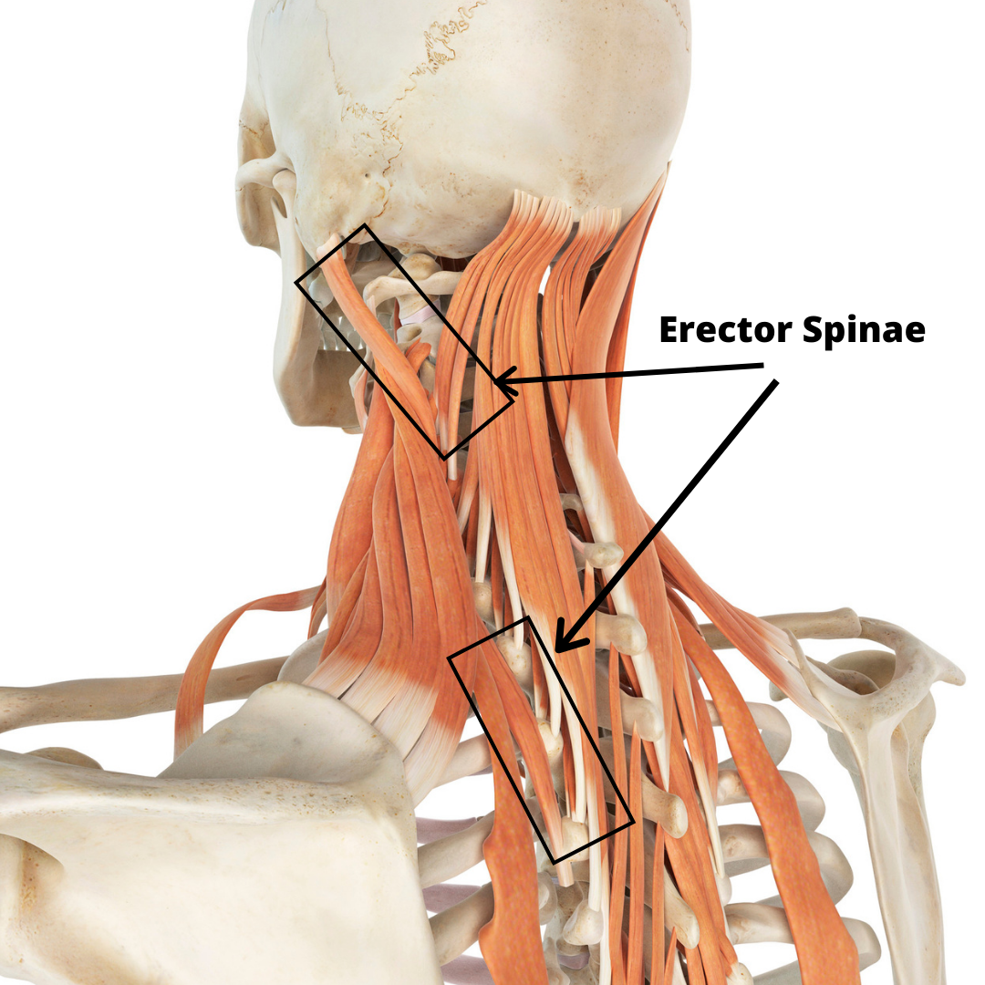 How to Improve Posture and Prevent a Hunchback - The Senior Centered PT