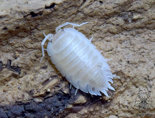 Porcellio laevis - The Spider Shop