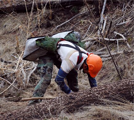 planting contractor planting seedlings in burnt forest