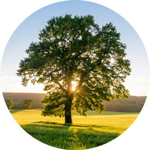 single tree in field denoting memorial tree