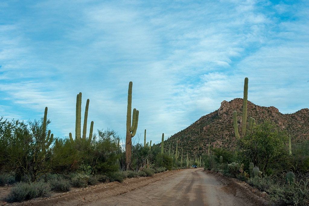 gravel road called Bajada Loop Drive and Cacti forest in Saguaro National Park with mountains in the backdrop.