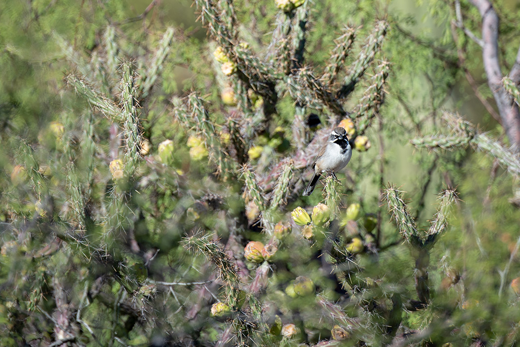 Blooming cacti and bird on it as  watching is one of the best things to do in Saguaro National Park.