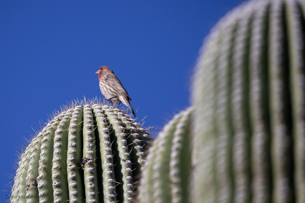 bird watching in Saguaro National Park: bird is sitting at the top of cacti.