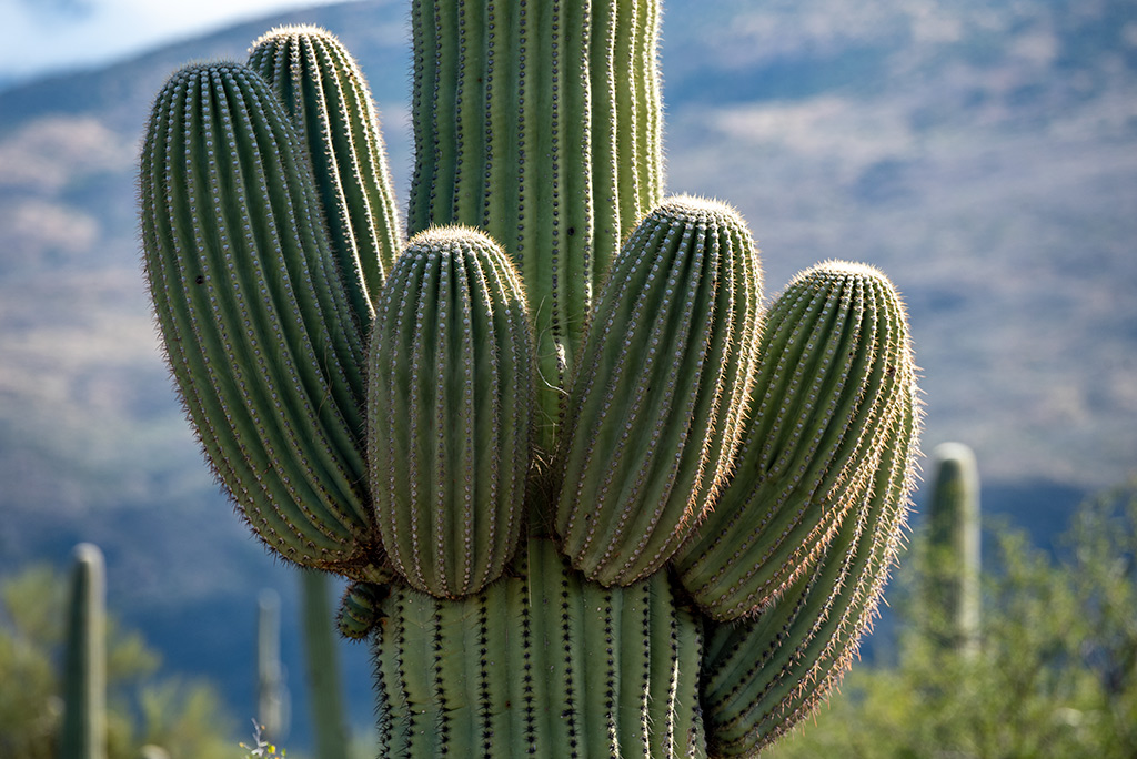 Close-up of saguaro cactus arms and its sharp spines.