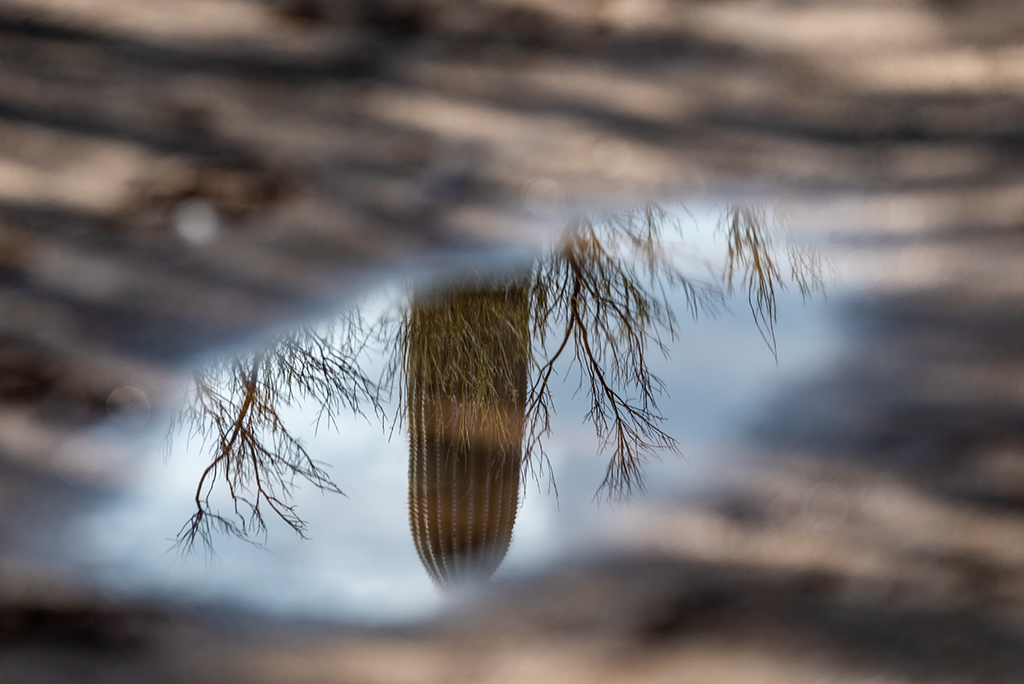 cacti in Saguaro National Park.