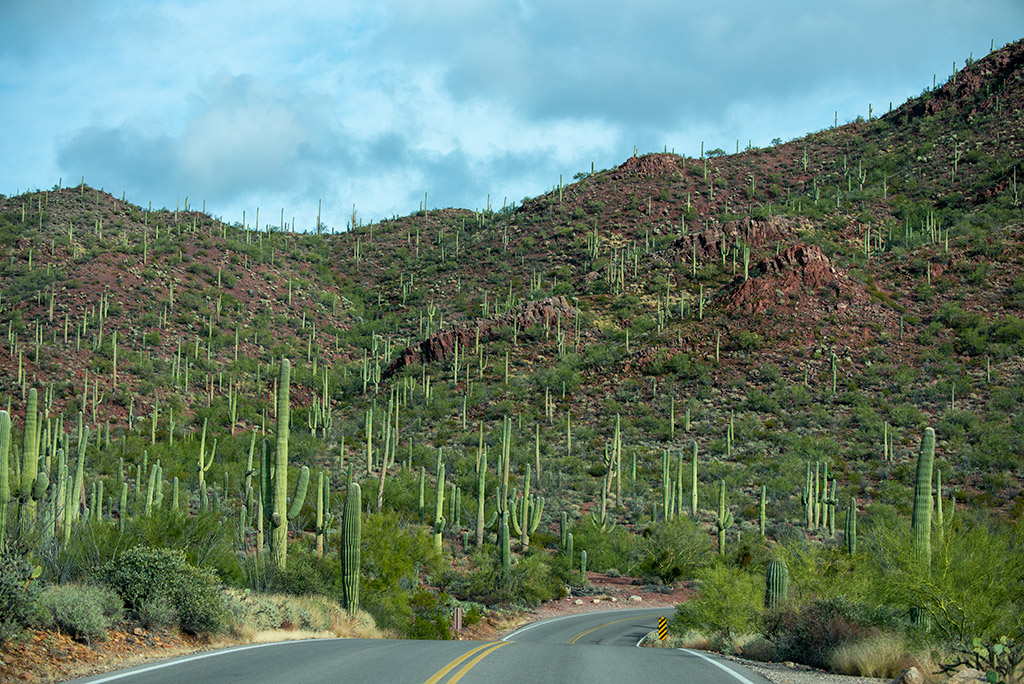 paved road called Cactus Forest Drive and cacti forest in Saguaro National Park.