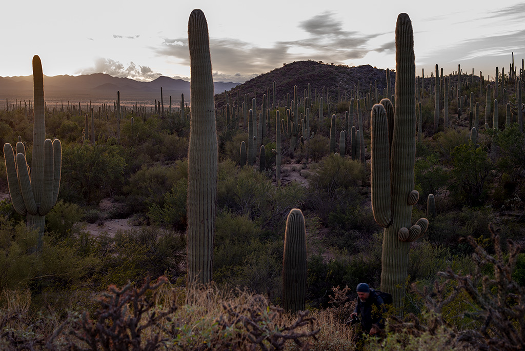 Chris hiking during sunset over Saguaro National Park West with mountains in the backdrop.