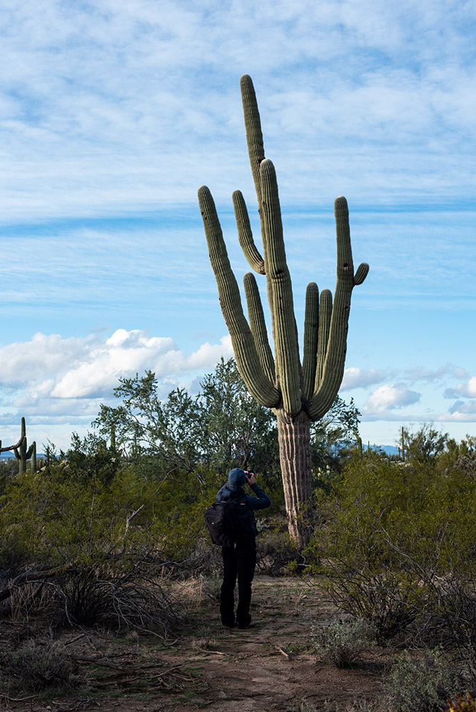 Chris taking a picture ot tall saguaro cacti in Saguaro National Park West.