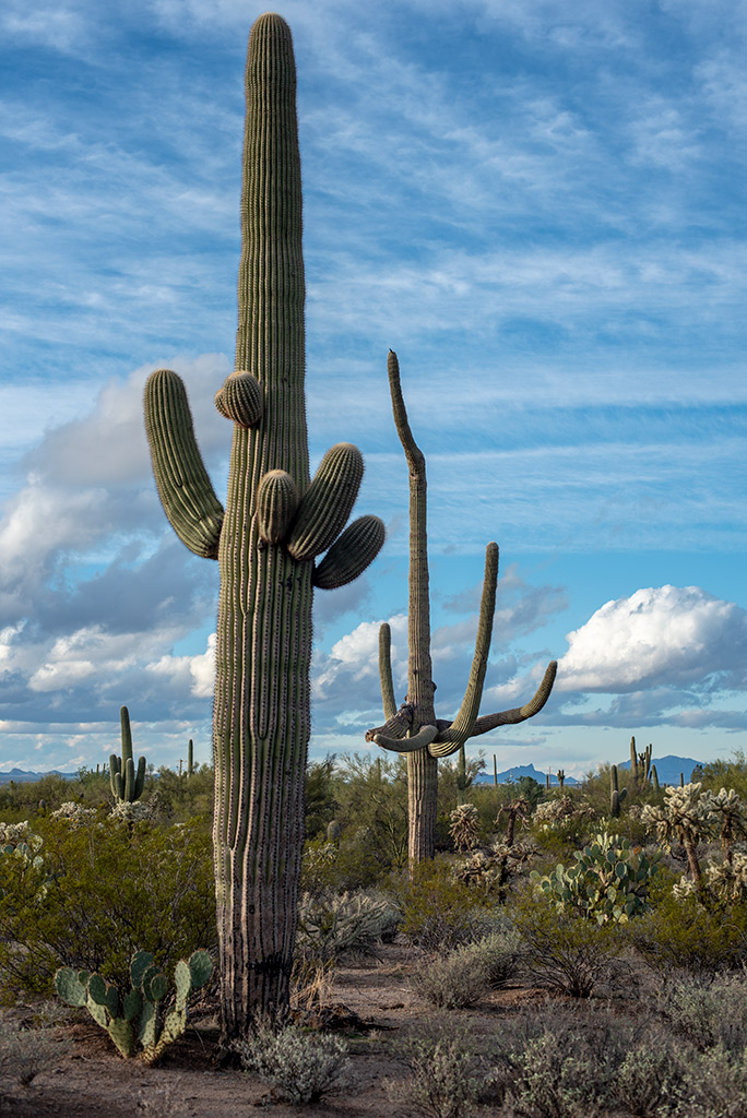 Silhouettes and shapes of tall saguaro cacti against the blue sky and with mountains in the backdrop.