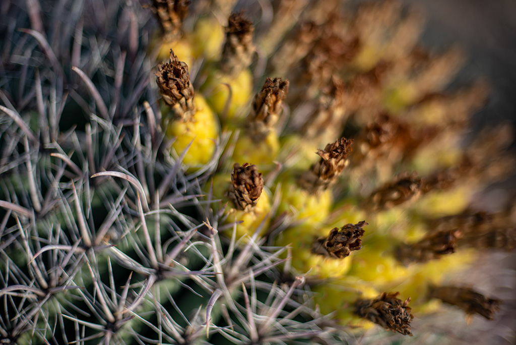 Saguaro National Park - blooming cacti.