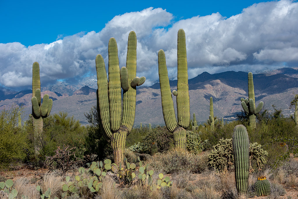 cacti in Saguaro National Park East.