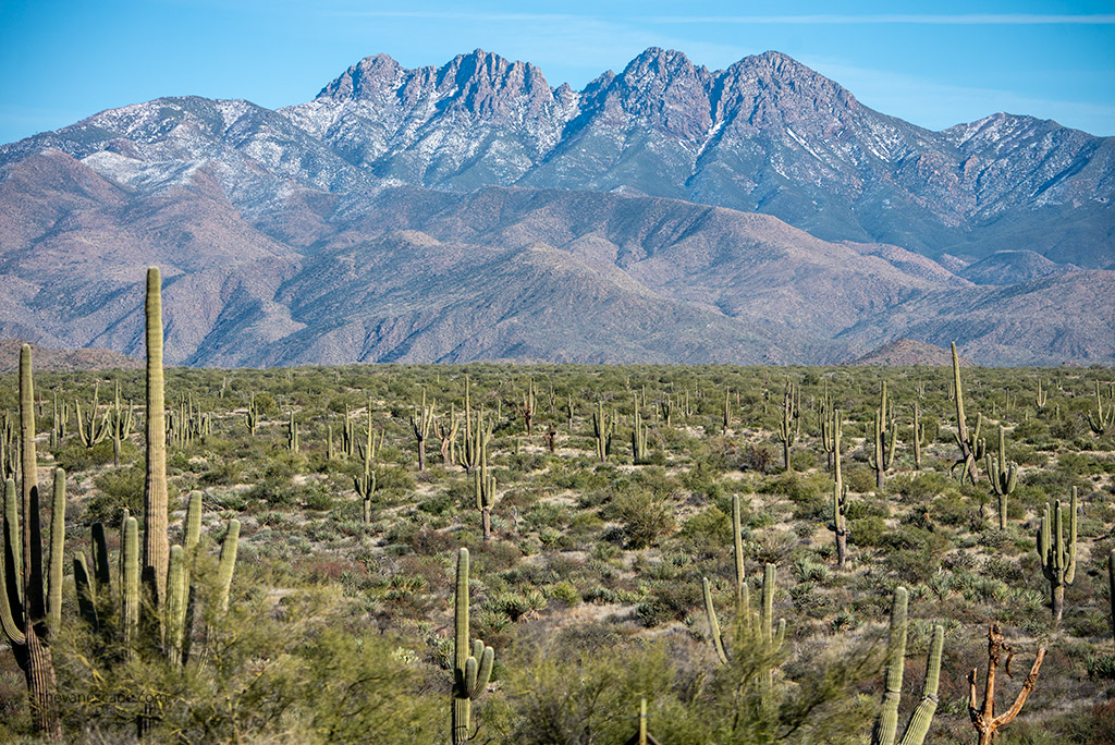 Saguaro National Park East, saguaro forest with mountains in the backdrop.