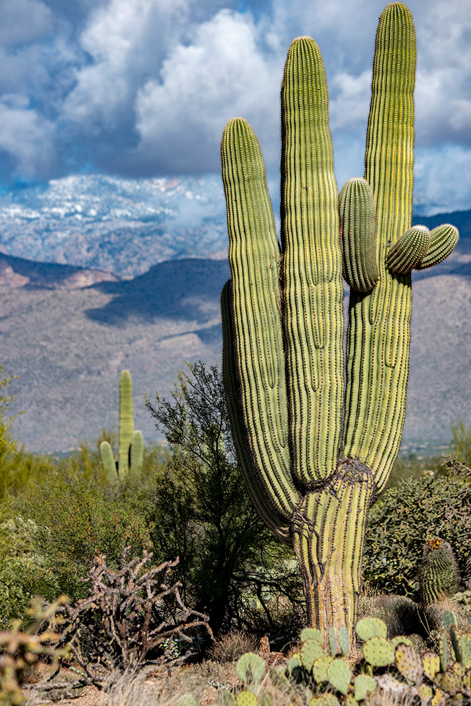 Silhouettes and shapes of tall saguaro cacti against the blue sky and with mountains in the backdrop.