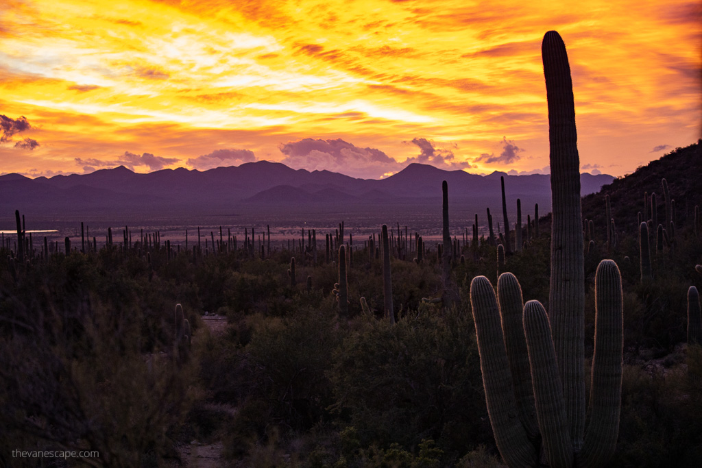 Stunning sunset in Saguaro National Park West: the sky is yellow and orange, in a front are saguaro cacti, in a backdropa are mountains.