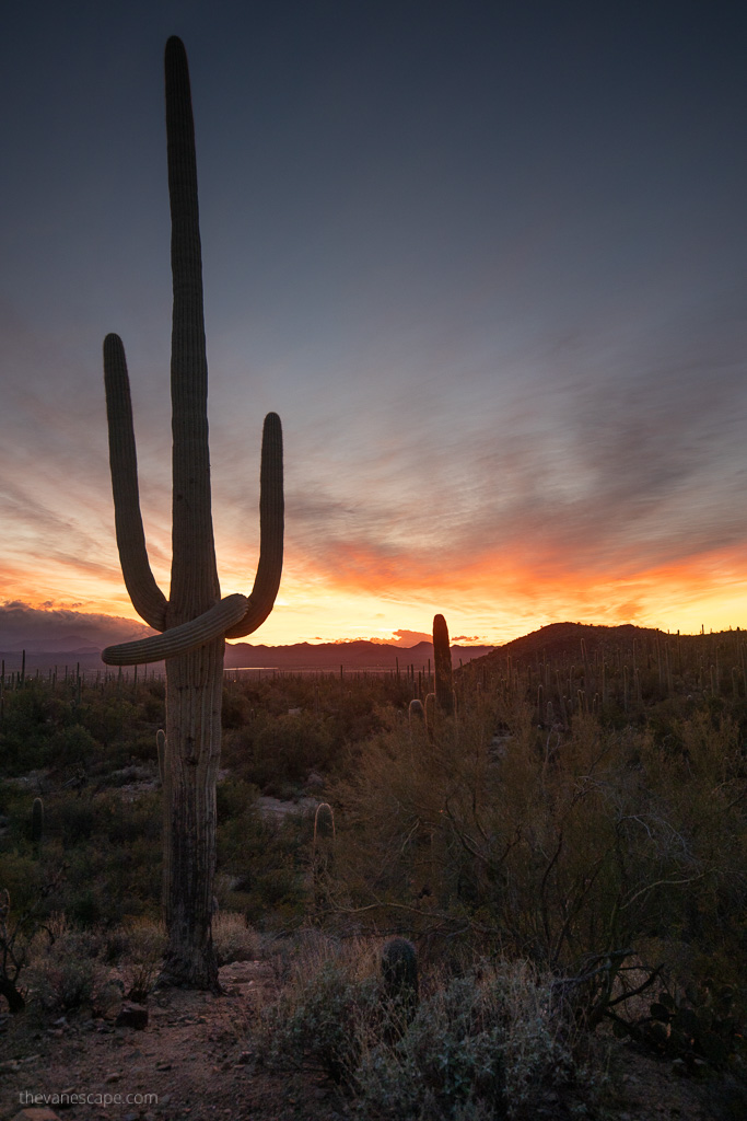 sunset over saguaro cacti.