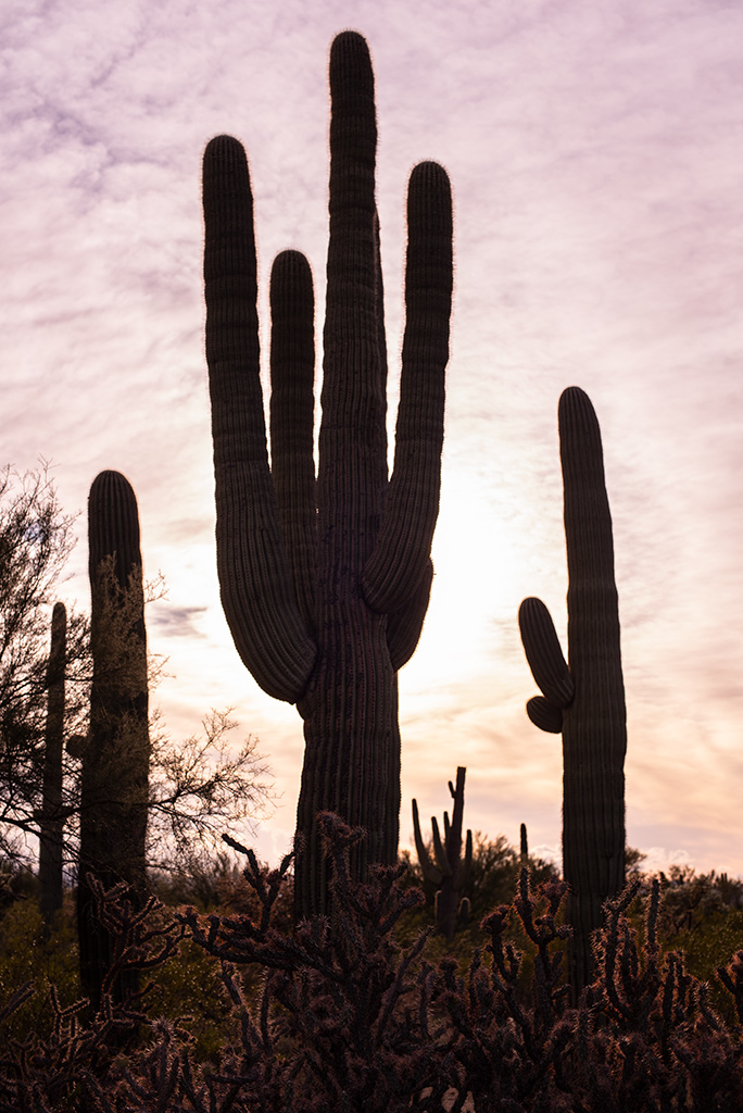 sunset over saguaro cacti.