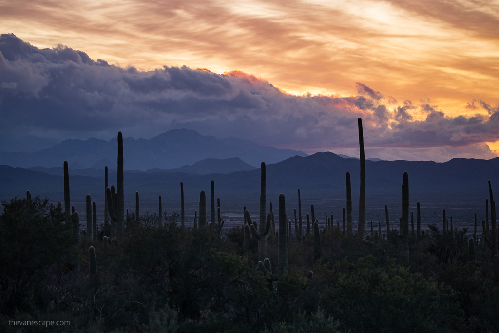 Sunset in Saguaro National Park with orange sky and mountains in the backdrop.