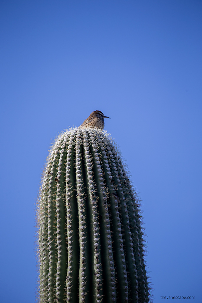 bird is sitting on the top of the saguaro cacti.